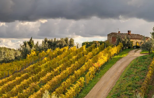 House, Italy, vineyard, Tuscany, Montefioralle