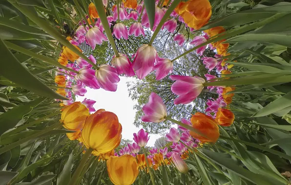 The sky, leaves, trees, flowers, branches, Park, stems, beauty