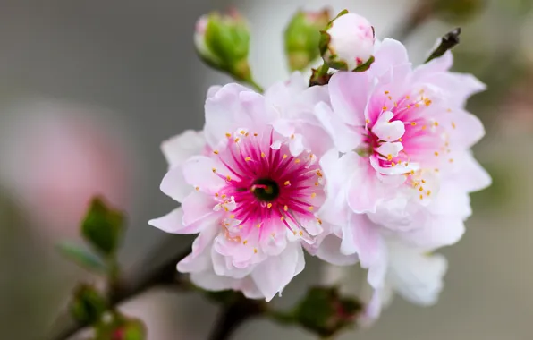 Macro, flowers, branch, spring, pink, buds, flowering, peach