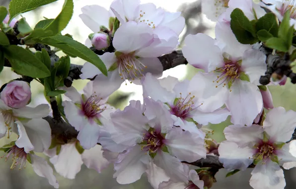 Wallpaper macro, spring, flowering