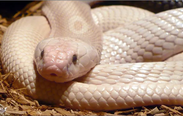 White, snake, reptile, Albino Monocled Cobra