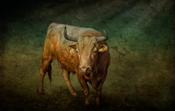 Picture horns, bull, bullfighting