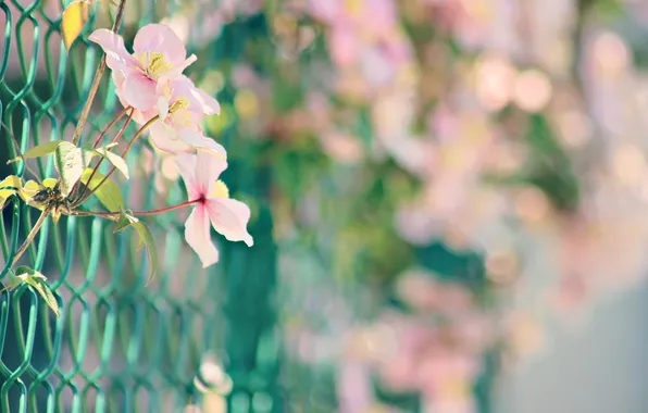 Macro, flowers, mesh, the fence