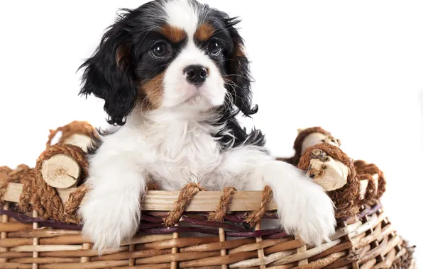Picture basket, baby, puppy, puppy, dog, doggie, baby, basket