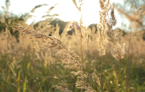 Field, autumn, grass, the sun, macro, nature, beauty, the evening