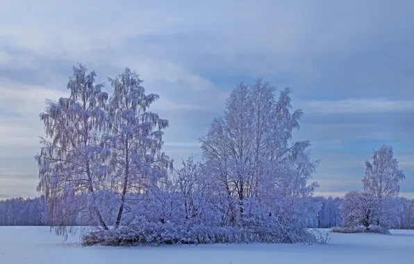 Winter, snow, trees
