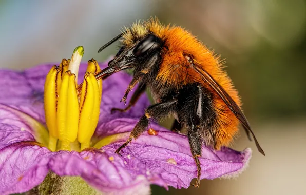 Picture flowers, insect, bumblebee