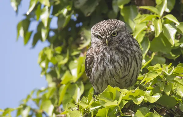 Leaves, branches, owl, bird, The little owl