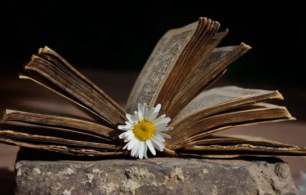 Flower, retro, stone, Daisy, book, page, vintage, old