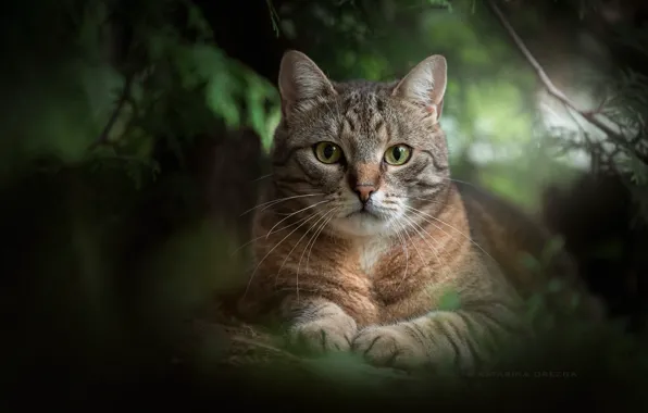 Greens, cat, look, portrait, muzzle, cat