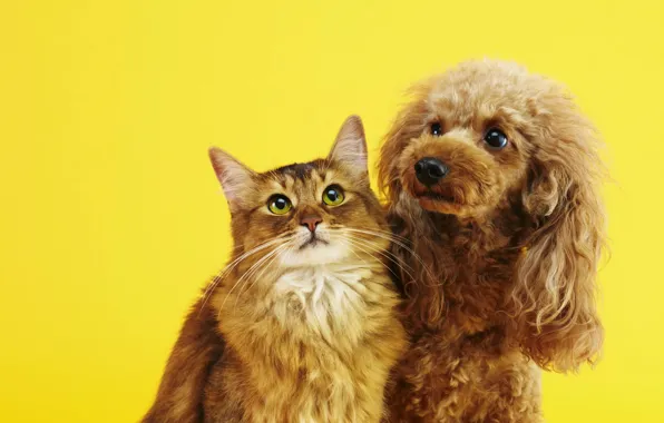Cat, cat, look, together, dog, red, a couple, friends