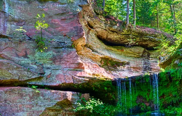 Forest, trees, stream, open, rocks