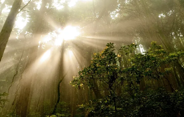 Picture forest, summer, rays, trees, nature, fog, photo, morning