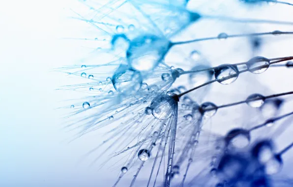 Water, drops, macro, Rosa, background, blue, widescreen, Wallpaper