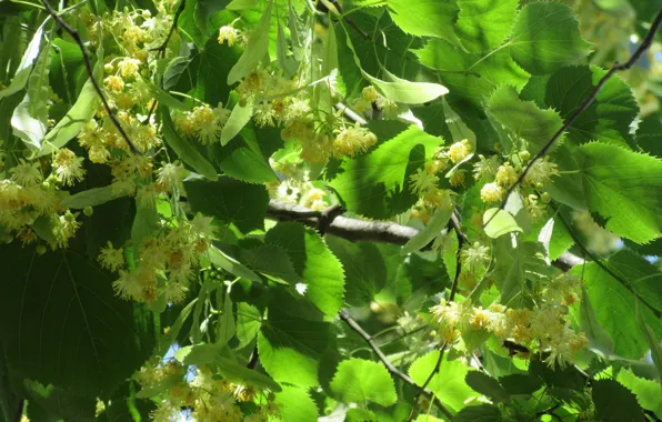 Leaves, flowers, Linden, June, Mamala ©, summer 2018