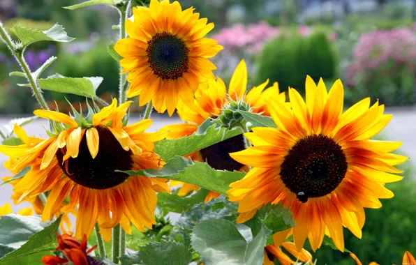Picture sunflowers, Park, petals, garden