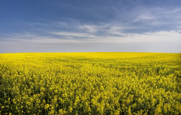 Field, summer, the sky, clouds, flowers, blue, yellow, meadow