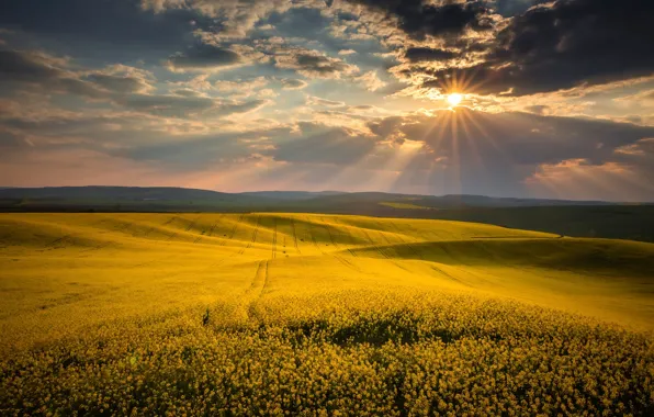 The sun, clouds, rape, rapeseed field