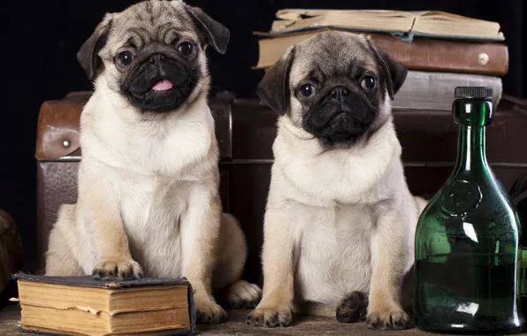 Picture dogs, books, suitcase, bottle, pugs