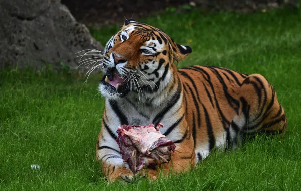 Greens, grass, face, tiger, pose, mouth, meat, lies