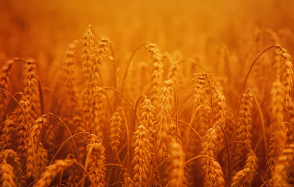 Field, harvest, ears