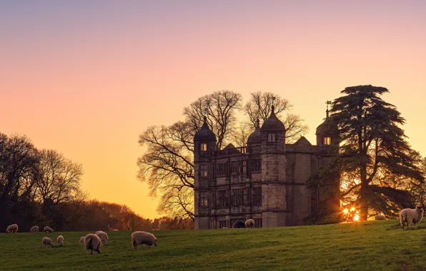 Picture castle, sheep, pasture