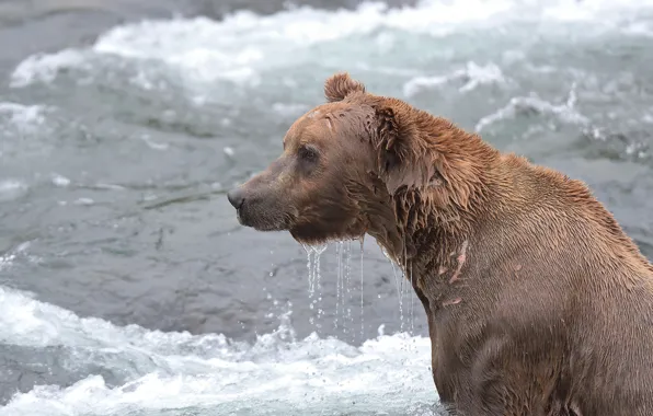 Water, wet, bear, Alaska