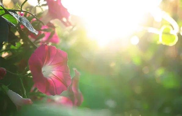 Summer, flowers, beauty, Petunia