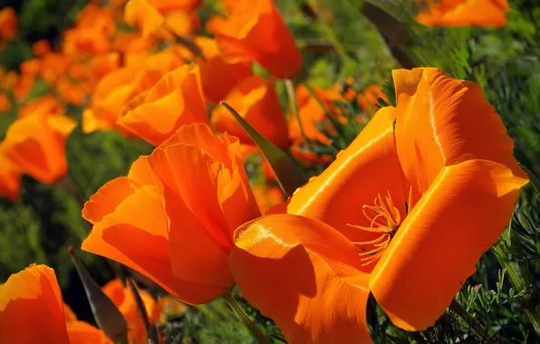 Petals, California poppy, escholzia California