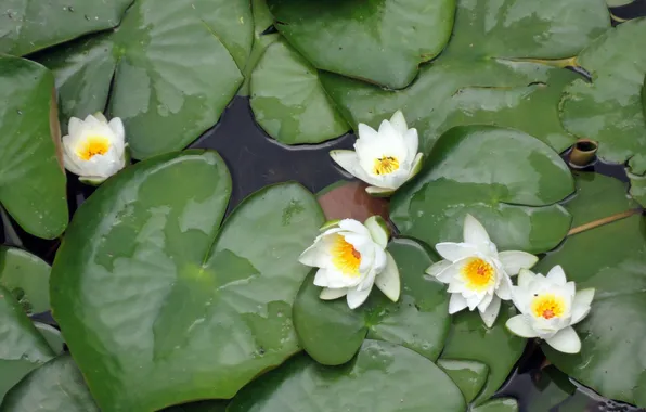 Greens, summer, water, Lily, water lilies, summer Wallpaper, beautiful pictures on your desktop