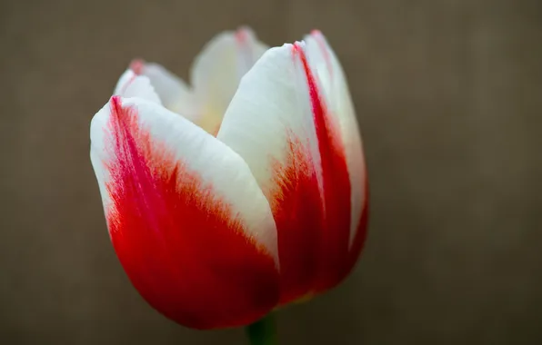 Picture flower, macro, Tulip, petals