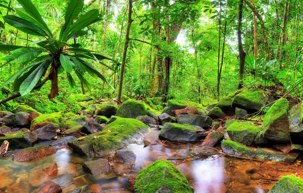 Picture water, trees, nature, pond, palm trees, plants, jungle, trees