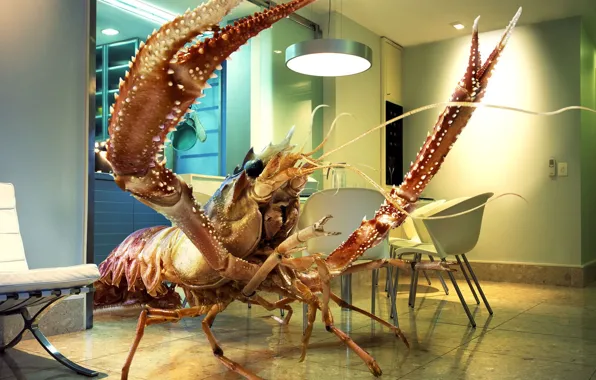 Room, shrimp, giant