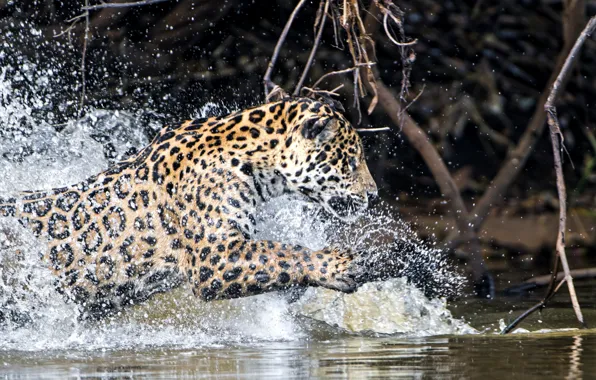 Water, squirt, predator, Jaguar
