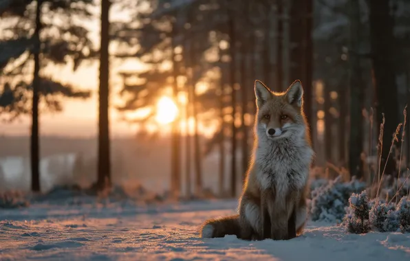 Winter, forest, look, the sun, rays, light, snow, trees