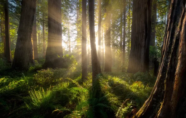 Forest, rays, trees, CA, sunlight, Sequoia