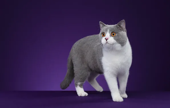 Cat, cat, look, pose, face, purple background, Studio, grey with white