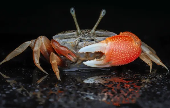 Picture look, drops, macro, crab, black background, claws