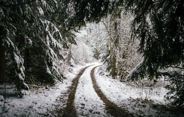 Picture winter, road, forest
