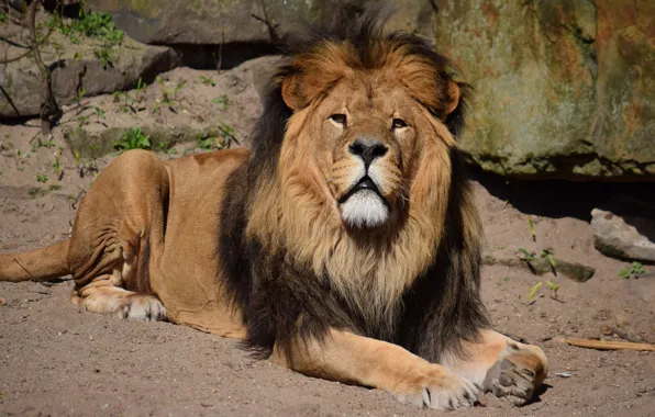 Cat, Leo, Stay, Animal