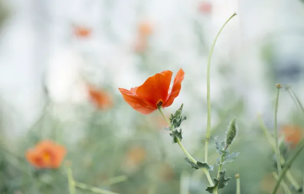 Summer, nature, Maki