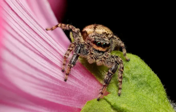 Flower, look, macro, pose, pink, spider, black background, bokeh