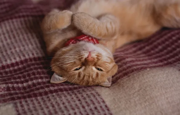 Picture lies, red cat, Patholesia