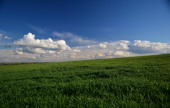 Picture field, the sky, landscape