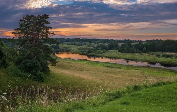 Picture field, forest, the sky, grass, clouds, trees, landscape, sunset