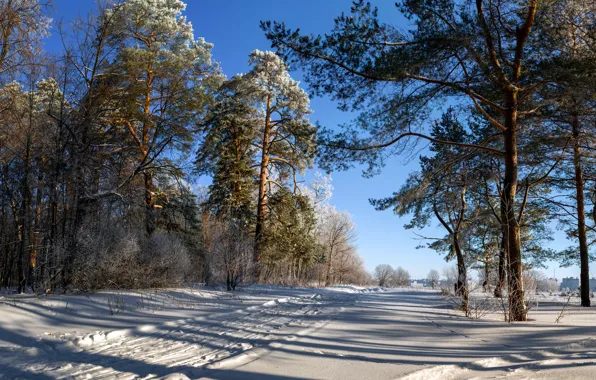 Winter, snow, trees, landscape, nature, trails, shadows, pine