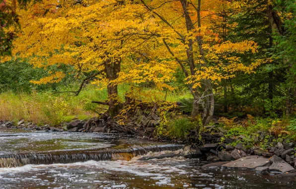 Autumn, trees, river, stream