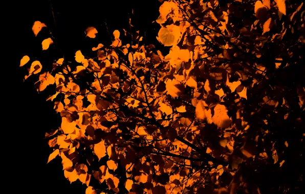 Light, Orange, Tree, Night, Autumn, Leaves, Linden, Streetlight
