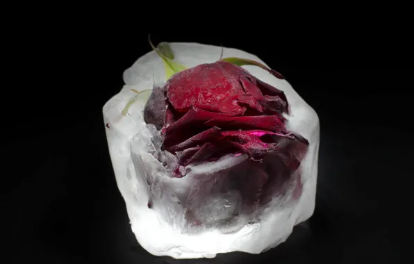 Flower, rose, ice