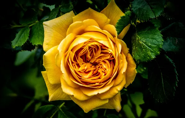 Flower, leaves, macro, the dark background, rose, yellow